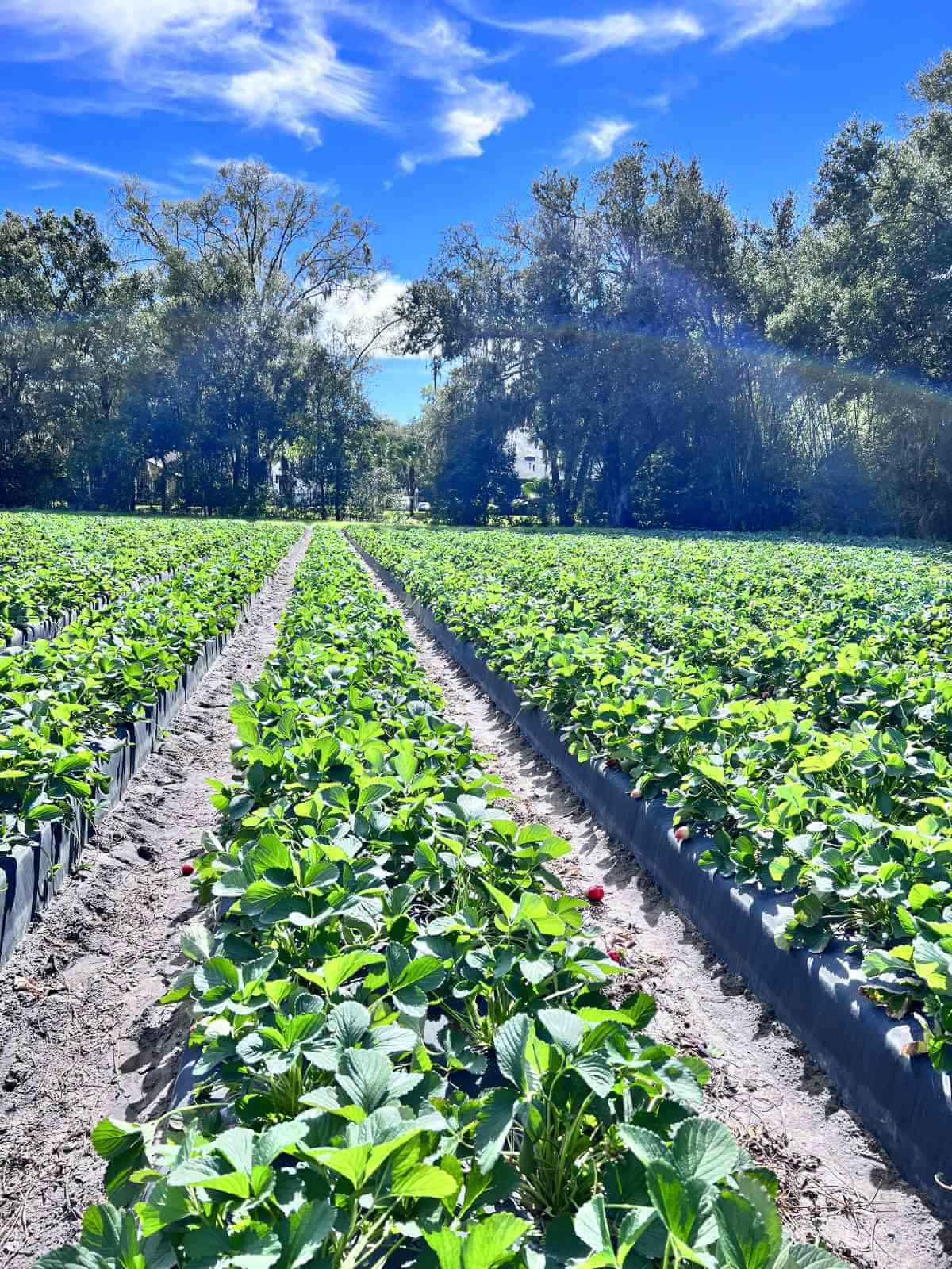 Farm Facts: Bell Peppers - Florida Farm & Family